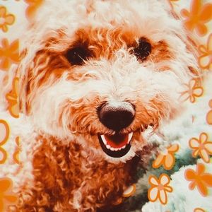 Meet your Posher, Haley